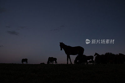 月亮与马