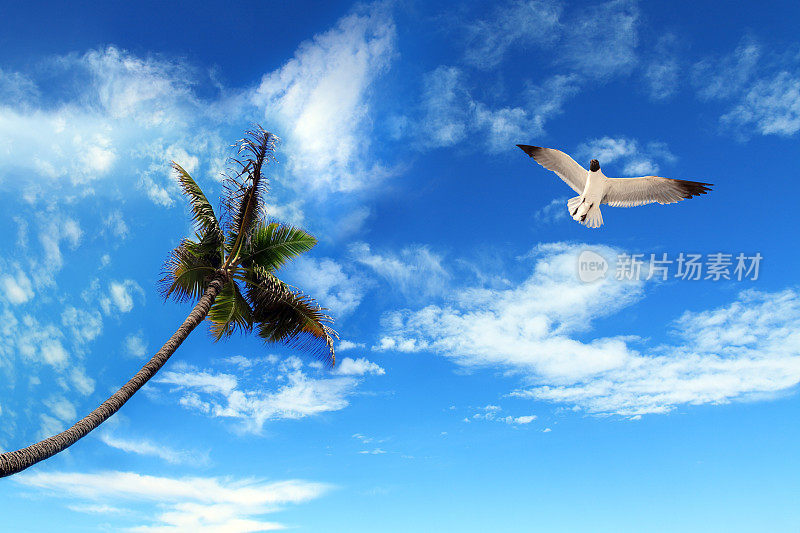 海鸥和棕榈树飞过阳光灿烂的天空