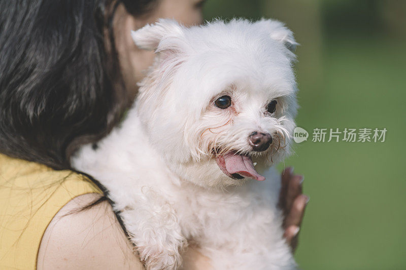 亚洲华人女性狗主人肩上扛着一只玩具狮子狗