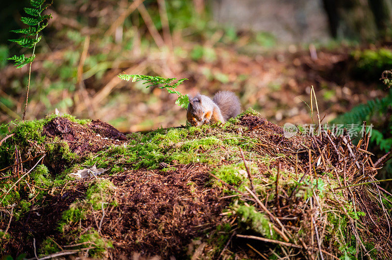 苏格兰西南部邓弗里斯和加洛韦的红松鼠