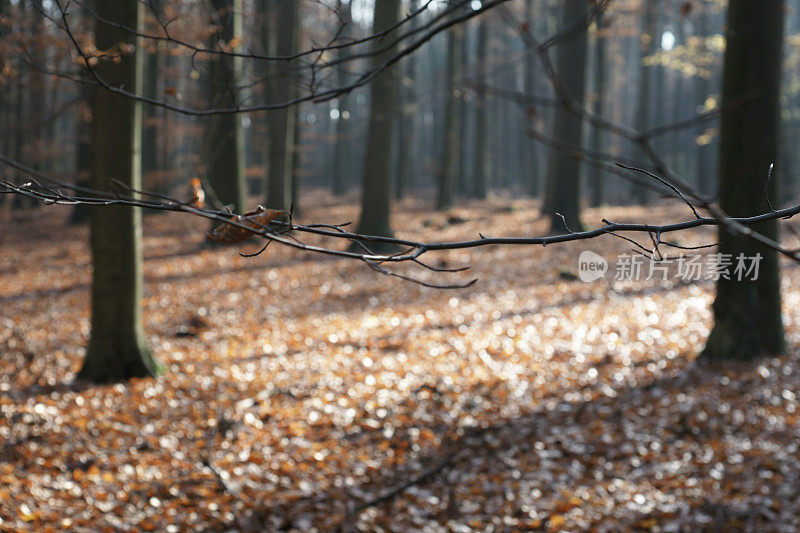 秋天在森林里的山毛榉树枝