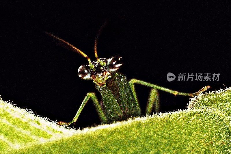 蚱蜢爬上树枝，看着镜头。