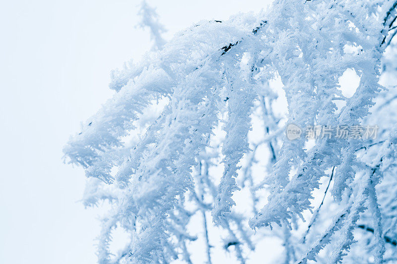 分支与雪