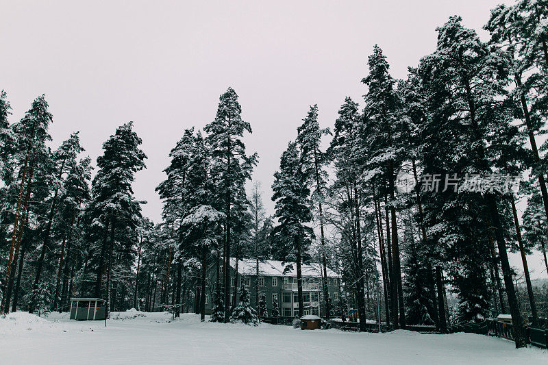 神奇的雪覆盖了树木。美丽的冬天的风景