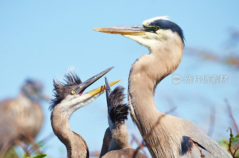 大蓝鹭喂小鸡