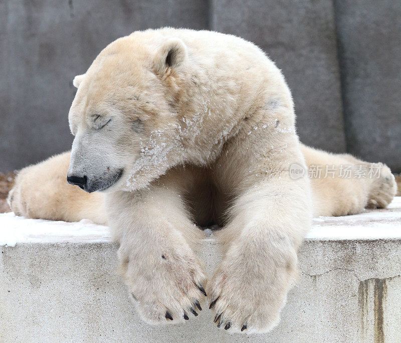 华沙动物园的北极熊
