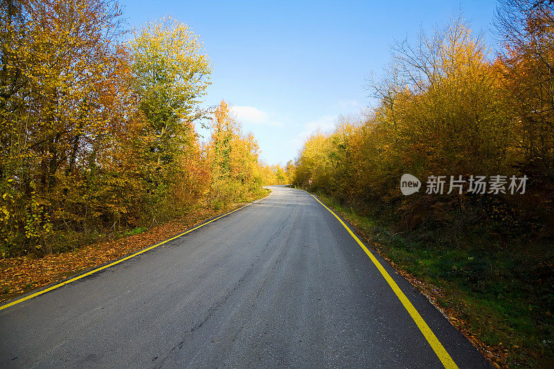 树林里的柏油路。