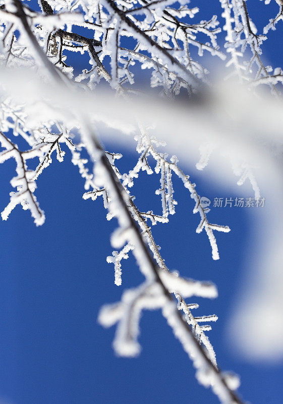 冬天树上的白霜