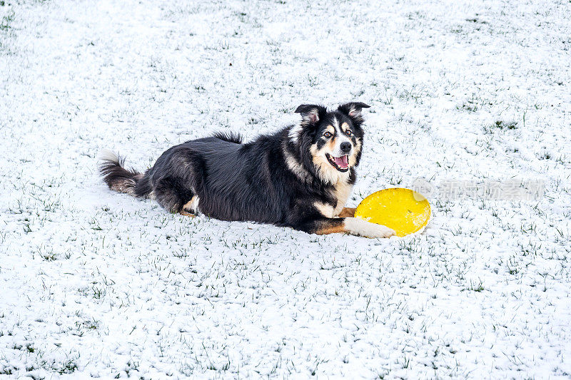 博德牧羊犬躺在雪地里