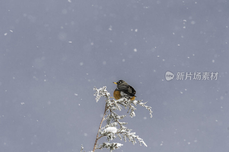 一只知更鸟坐在飘落着雪花的松树上