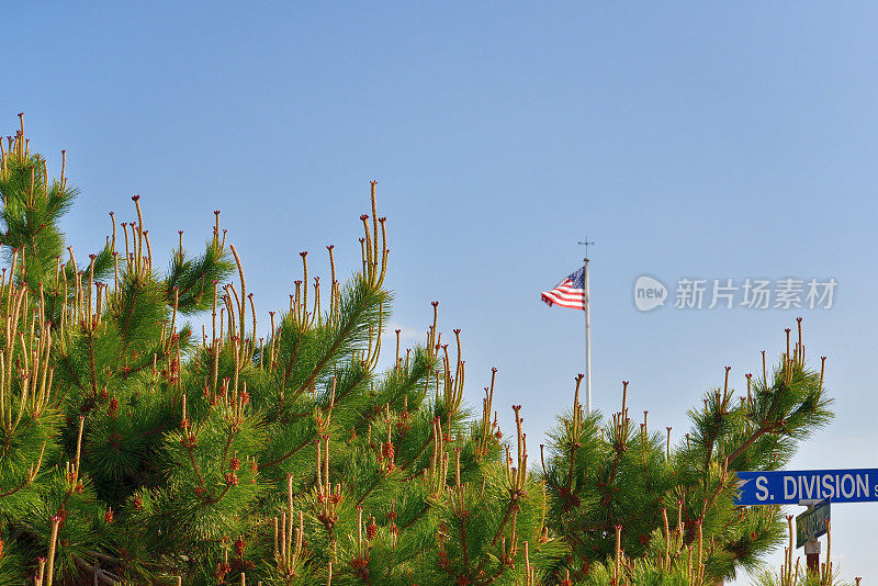 发芽的松树上飘扬着美国国旗