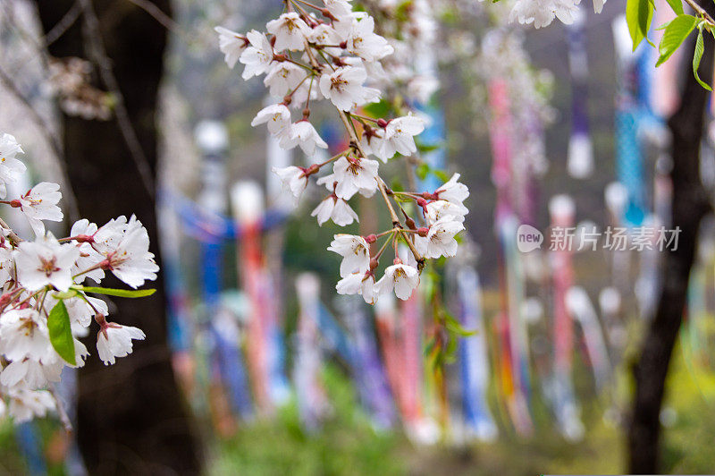 樱花和木纹