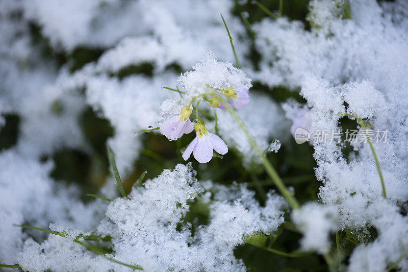 春天，融化的雪落在草坪上的鲜花上