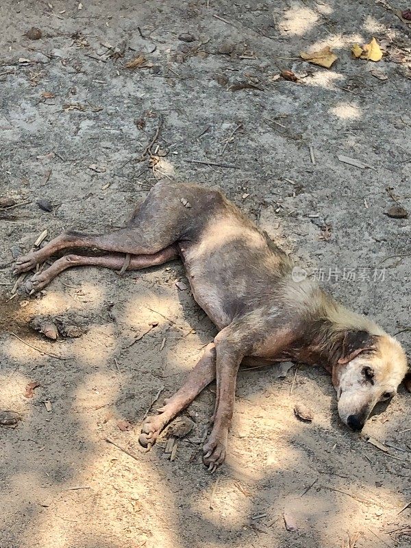 这是一只营养不良的流浪狗，无家可归的杂种狗在炎热的印度夏季苦苦挣扎的照片