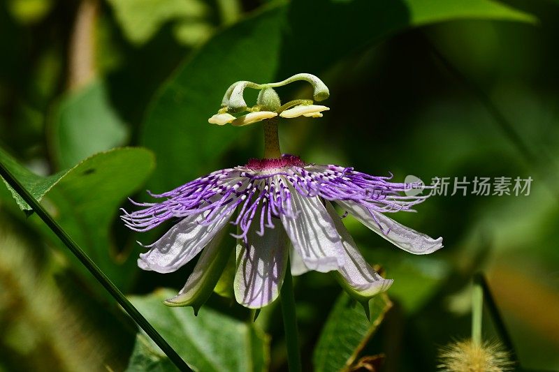 宏观侧面的美波普花