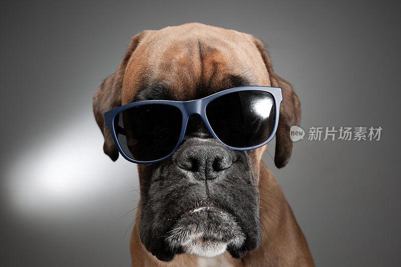 近距离看狗的头，戴着太阳镜显示愤怒。