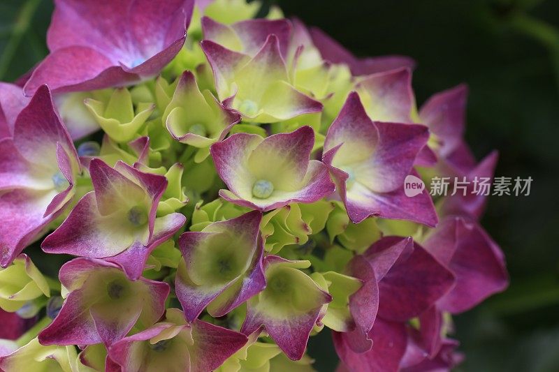 绣球植物叶和花的微照片