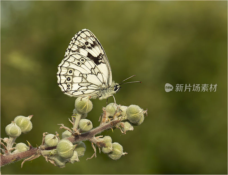 大理石白蝴蝶