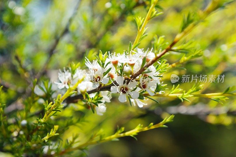 卡努卡（昆泽亚埃里诺德）茶树