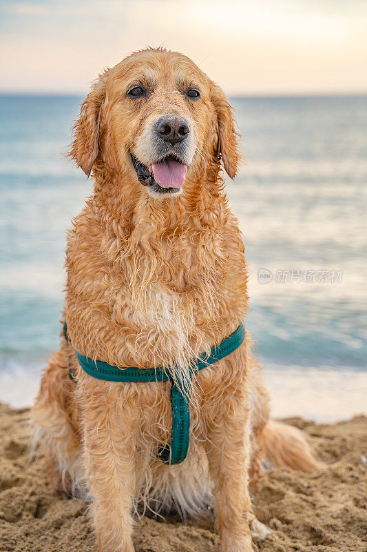 美丽无比的金毛猎犬站在沙滩上，以大海为背景，摆出日出的姿势