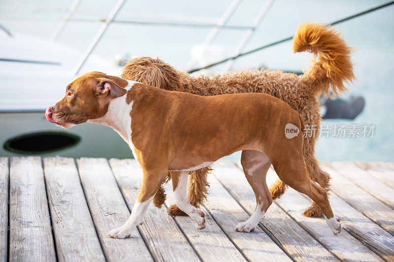 比特犬和金色涂鸦在码头上散步