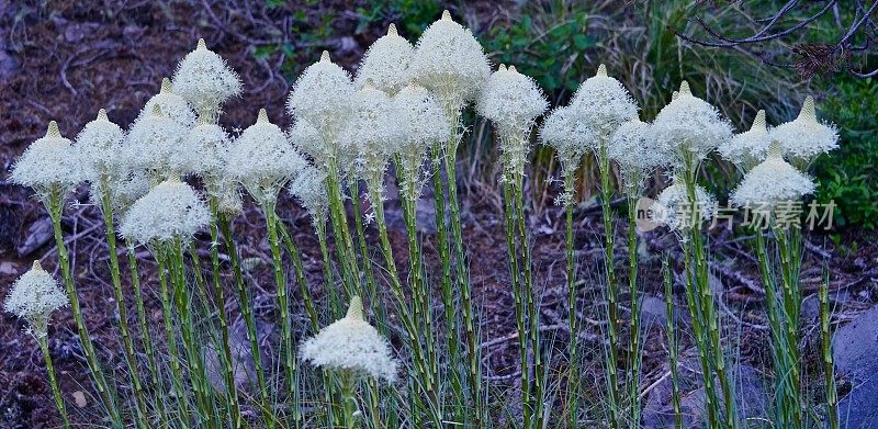 麦肯锡通过Beargrass