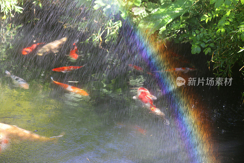 水龙带在锦鲤池中喷洒水的图像，在阳光下，红色和白色的锦鲤鱼在清澈的池塘中游泳和进食，水面上有水滴飞溅，东方景观日本花园