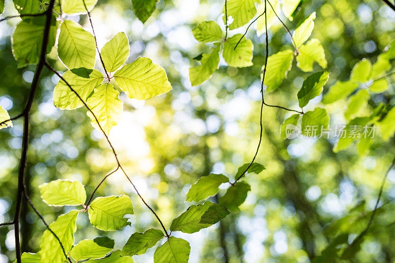 阳光穿过山毛榉树叶，德国