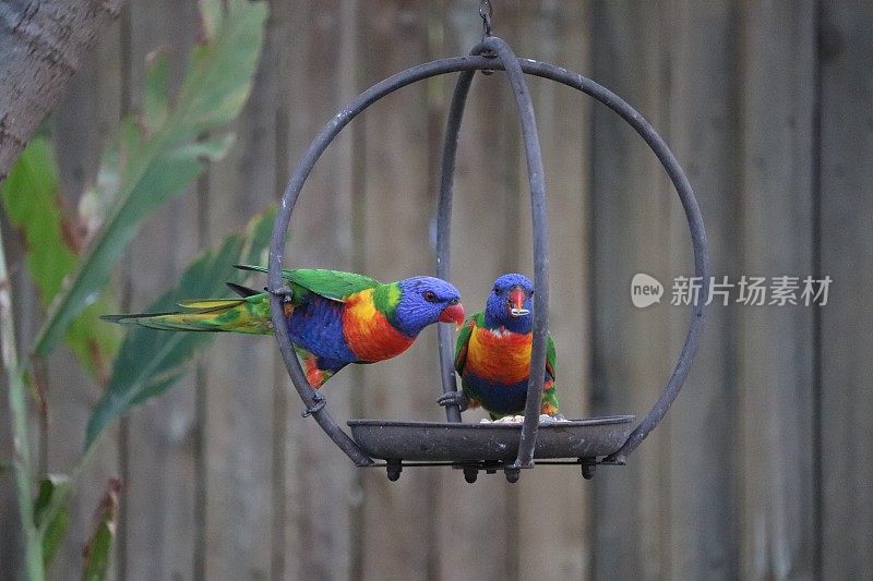 在喂鸟器上关注两只澳大利亚彩虹鹦鹉