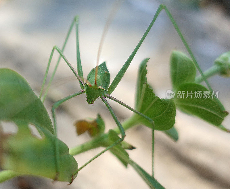 叶子上的绿色蚱蜢虫