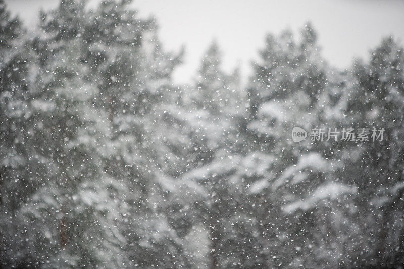 冬天的场景-雪花在模糊的松林背景