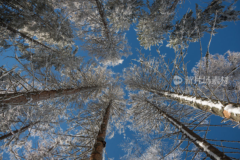 在明亮的蓝天下，树上覆盖着白霜