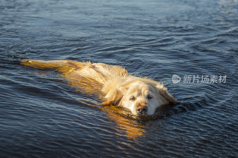 湖边的金毛猎犬