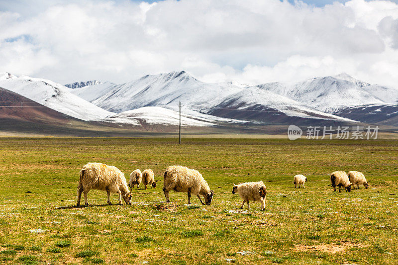 西藏高原上的羊