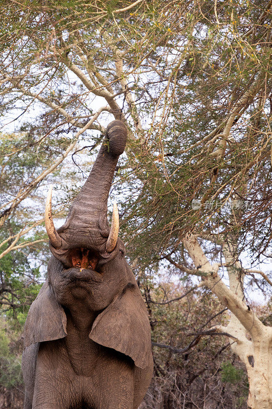 大象伸手去抓发烧树的叶子，马拉维