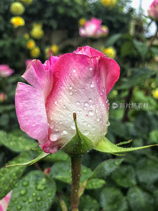 粉红玫瑰上的雨滴