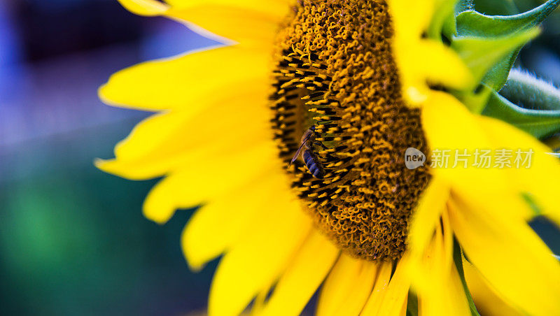 一只蜜蜂在向日葵上工作