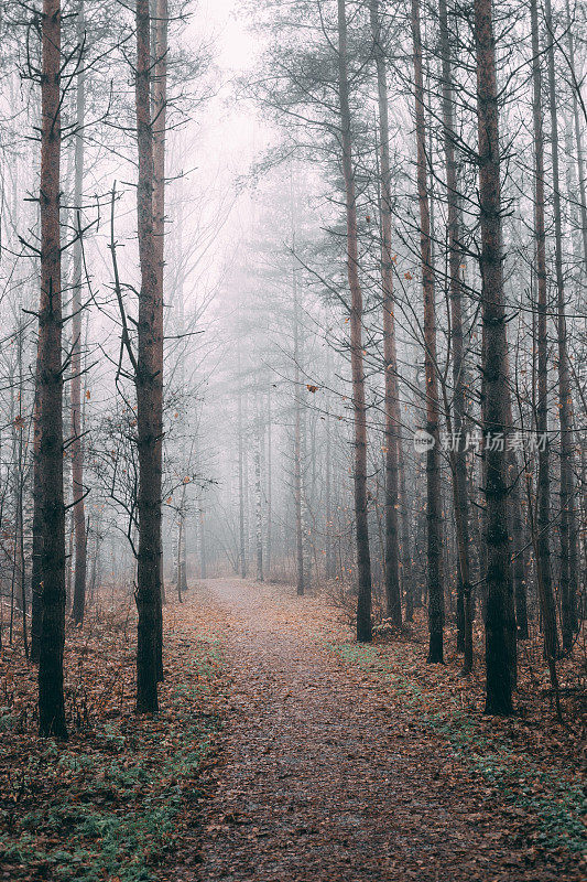 雾蒙蒙的森林，秋日