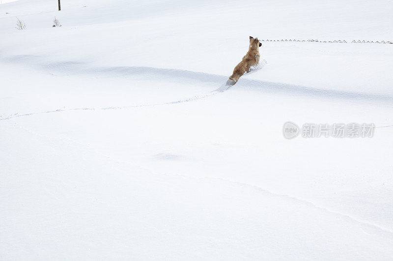 狗在冬天的雪地上行走