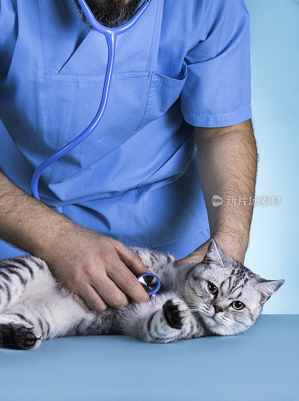 兽医是控制病人猫