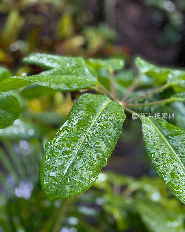 在普拉塔港的一个雨天，常青的大戟灌木叶子的特写，也被称为基督植物或基督刺。