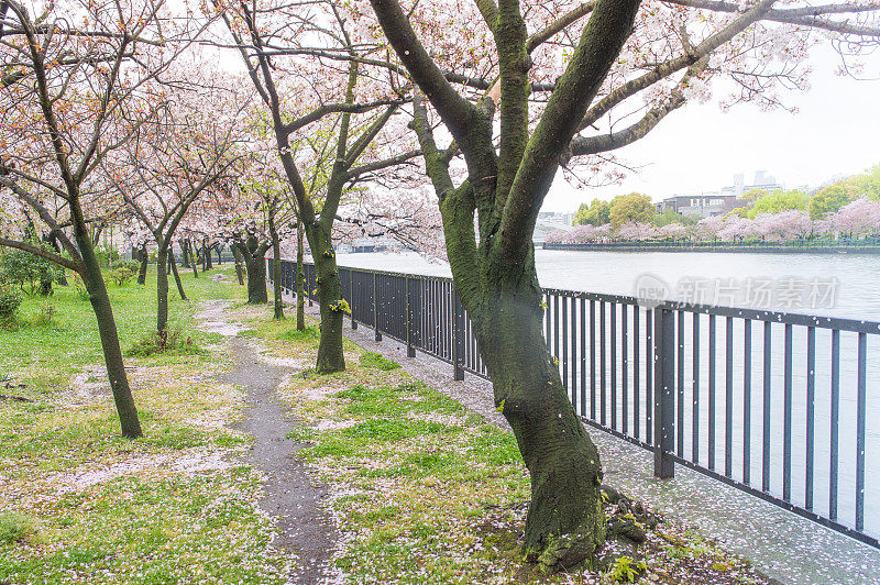 在日本东京美丽的樱花树下散步或樱花树隧道