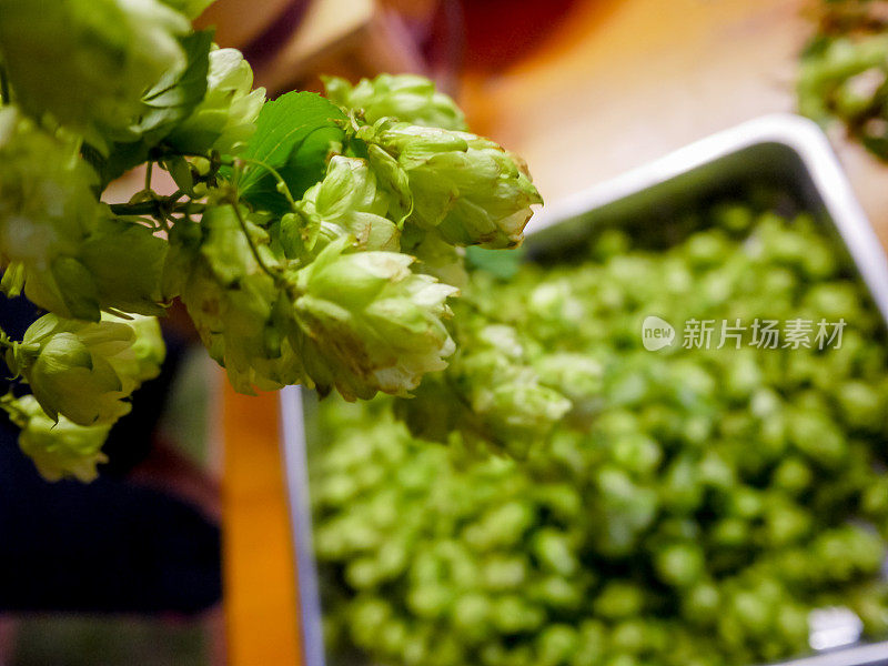 啤酒酿造的绿色啤酒花