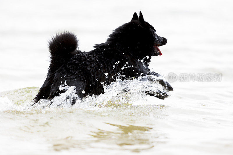 Schipperke，小黑狗在水里奔跑，背景，拷贝空间