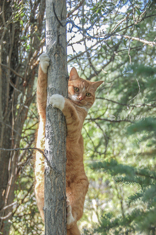 树上的橙色虎斑猫