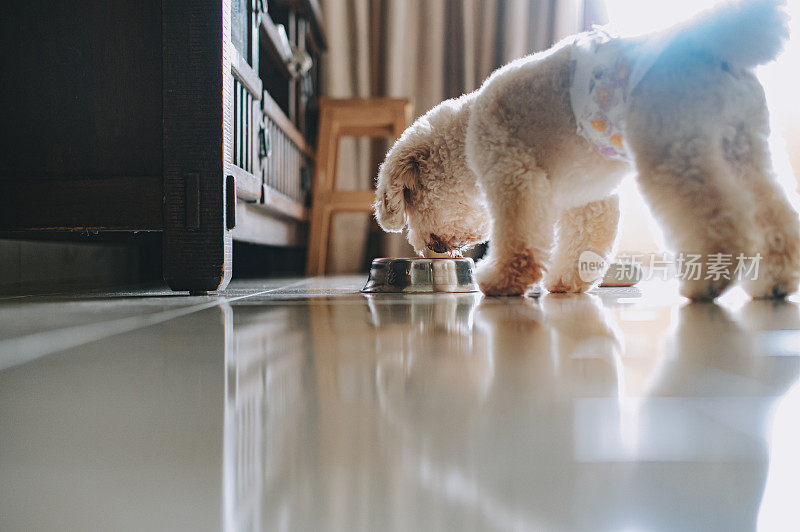 这是一只玩具狮子狗的侧视图，公狗拿着尿布在客厅的碗里吃饭
