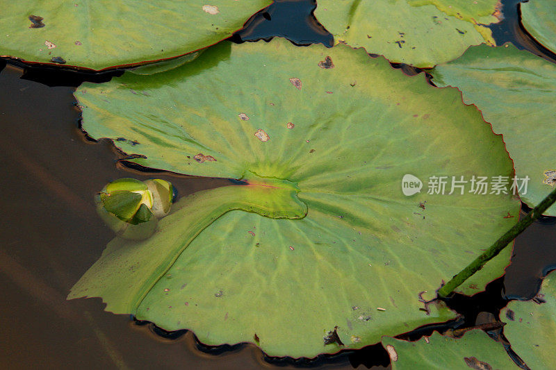 池塘中的水生植物王菊