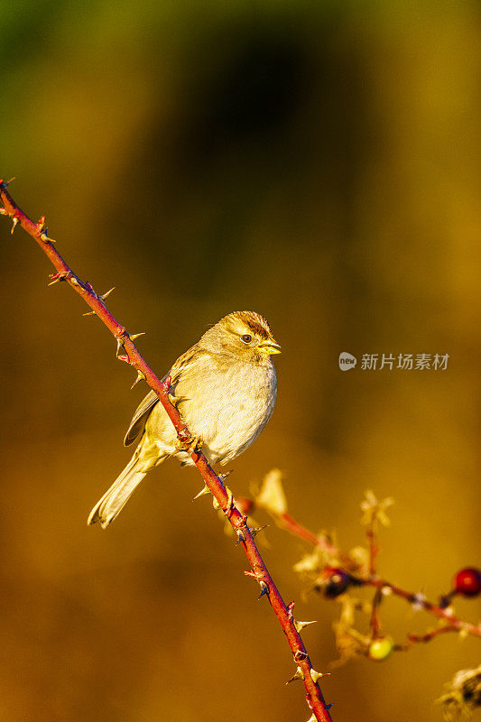 白冠麻雀