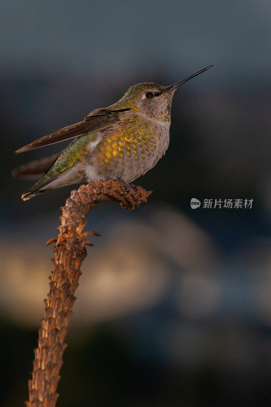 安娜的蜂鸟