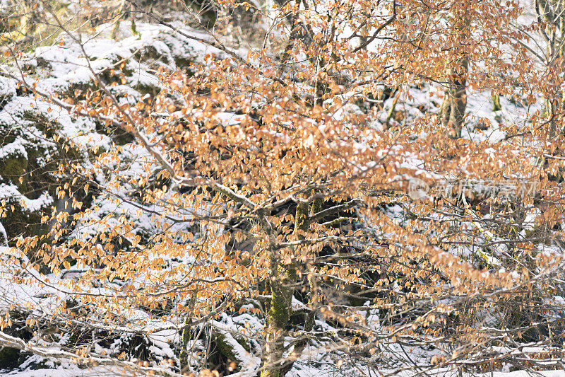 春天降雪后在老生长林中的一种小的年轻山毛榉树